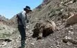 کشف لاشه خرس قهوه ای در ارتفاعات منطقه ترگور ارومیه