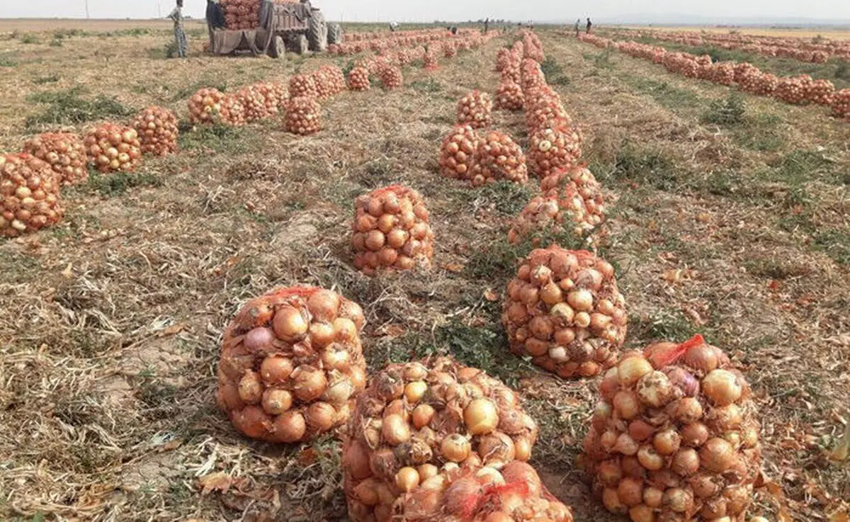 تولید بیش از ۶ هزار تن پیاز در جغتای خراسان رضوی