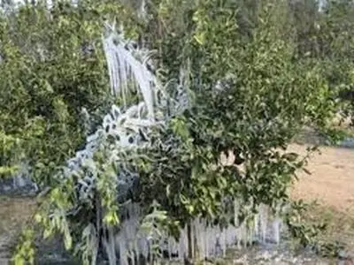 سرمای زنجان به  44 هزار هکتار از باغات استان خسارت زد