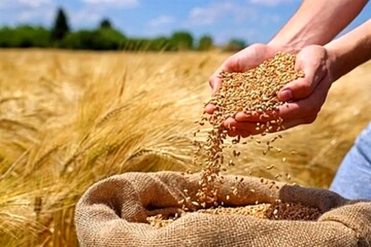 آمادگی 16 مرکز برای خرید گندم مازاد تولید کشاورزان