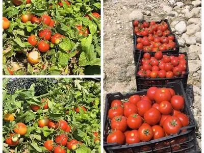 آغاز برداشت گوجه فرنگی از ۱۰۰۰ هکتار از اراضی قیروکارزین 
