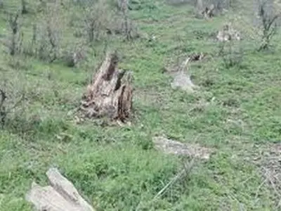  مدیر اداره منابع طبیعی شهرستان گالیکش برکنار شد