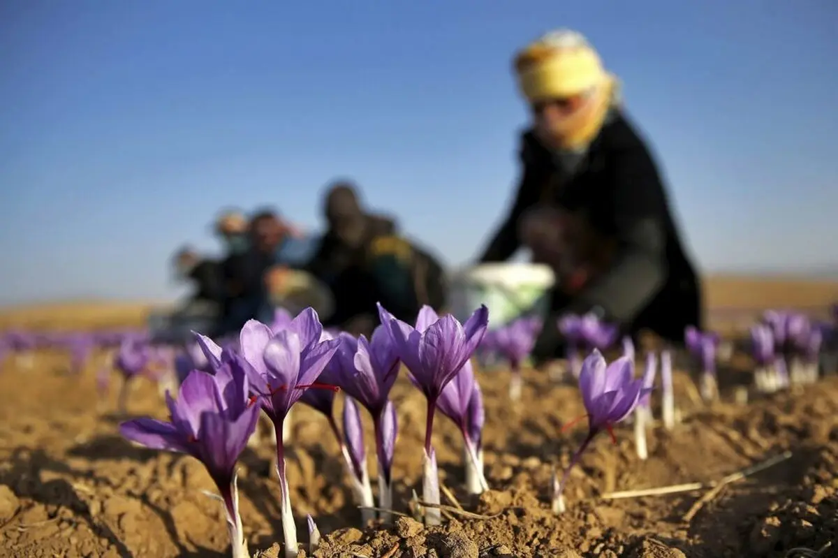 نشان جغرافیایی زعفران به ثبت رسید