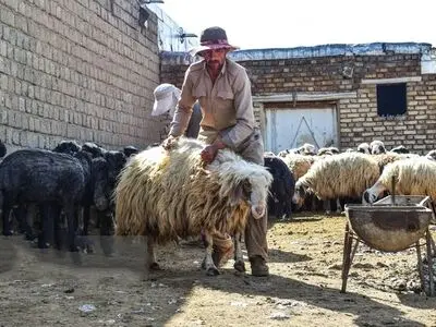 ۶۴ اکیپ دامپزشکی در آذربایجان غربی به حال آماده باش قرار گرفتند