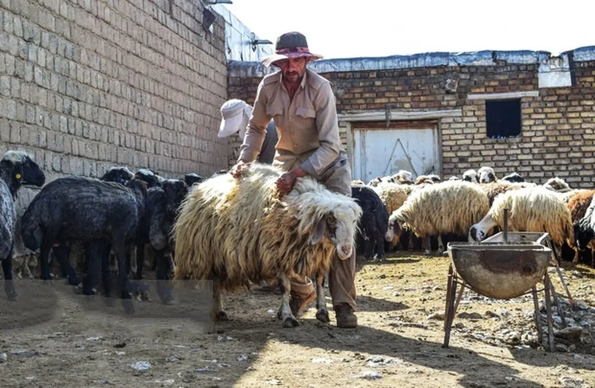 ۶۴ اکیپ دامپزشکی در آذربایجان غربی به حال آماده باش قرار گرفتند
