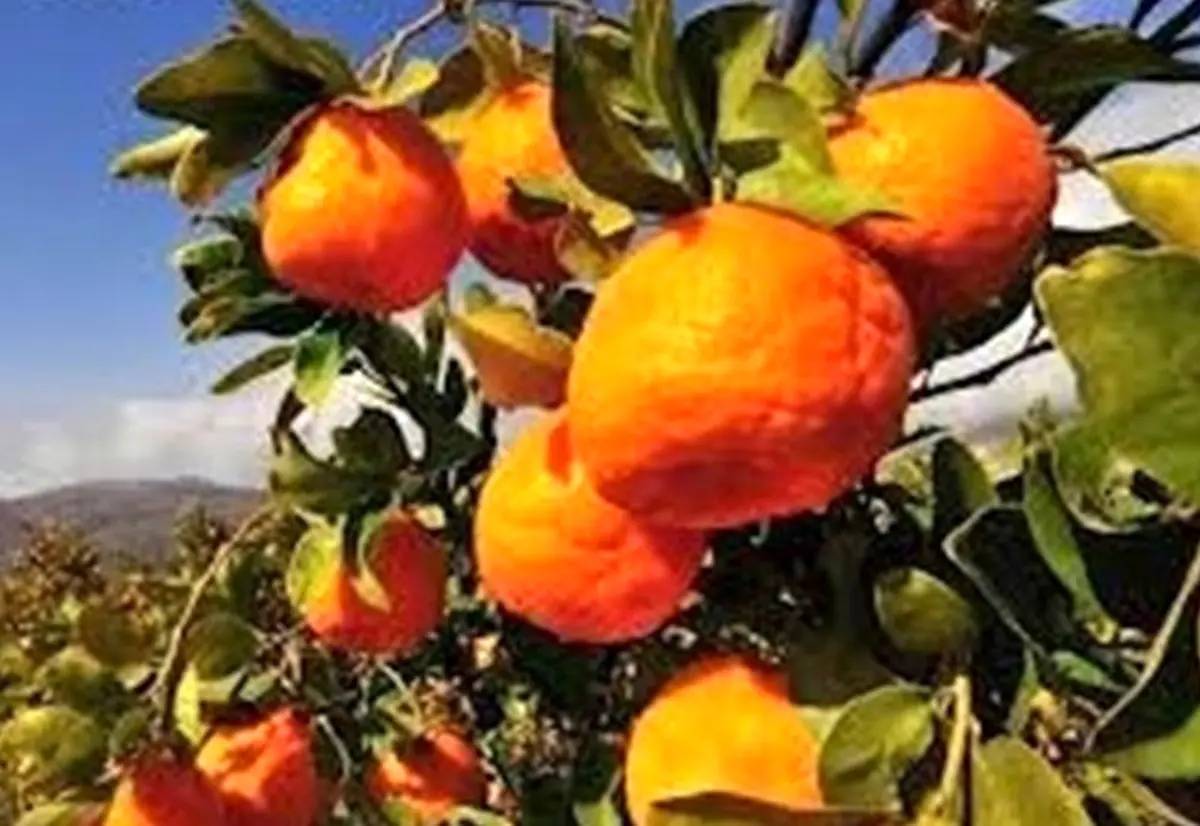 صادرات 2600 تنی نارنگی از ساری به کشورهای همسایه