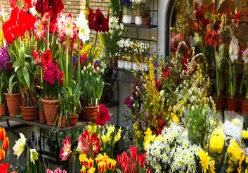 تخفیف ۵۰ درصدی برای مقابله با رکود/ کاهش ۸۰ درصدی خرید گل/ گلفروش‌ها، گل‌ها را دور می‌ریزند