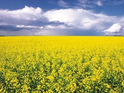 آغاز کشت کلزا در گلستان از ۱۵ مهر/ کشاورزان کود شیمایی را از مراکز معتبر تهیه کنند