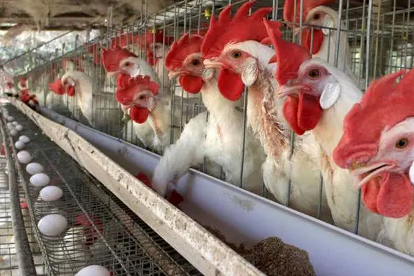 سویای مرغداران به‌خوبی تامین نمی‌شود/ کیفیت پائین سویای داخلی/ حذف زودهنگام گله‌های مرغ تخمگذار
