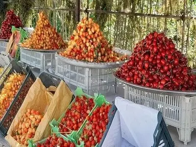  برداشت گیلاس از باغات اشنویه آغاز شد/ پیش بینی برداشت ۲۰۰۰ تن گیلاس
