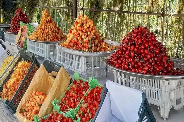  برداشت گیلاس از باغات اشنویه آغاز شد/ پیش بینی برداشت ۲۰۰۰ تن گیلاس