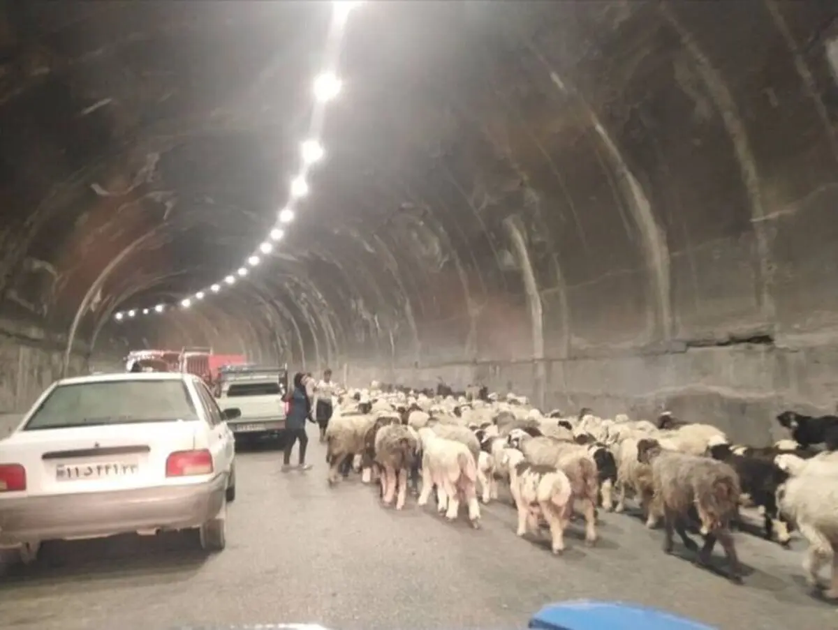 انسداد ۲۴ ساعته جاده چالوس به دلیل تردد احشام