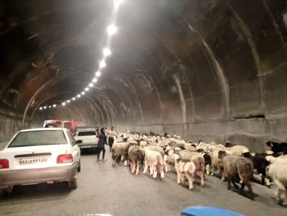 انسداد ۲۴ ساعته جاده چالوس به دلیل تردد احشام