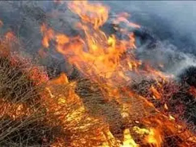 آتش‌سوزی در شهرک پردیس شهر جم بر اثر گرما