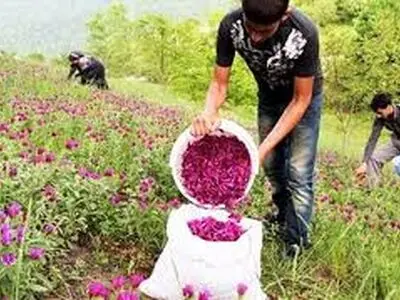 وجود 120 گونه گیاه دارویی در استان سمنان/ کشت 3 هزار هکتار گیاه دارویی در اراضی استان سمنان