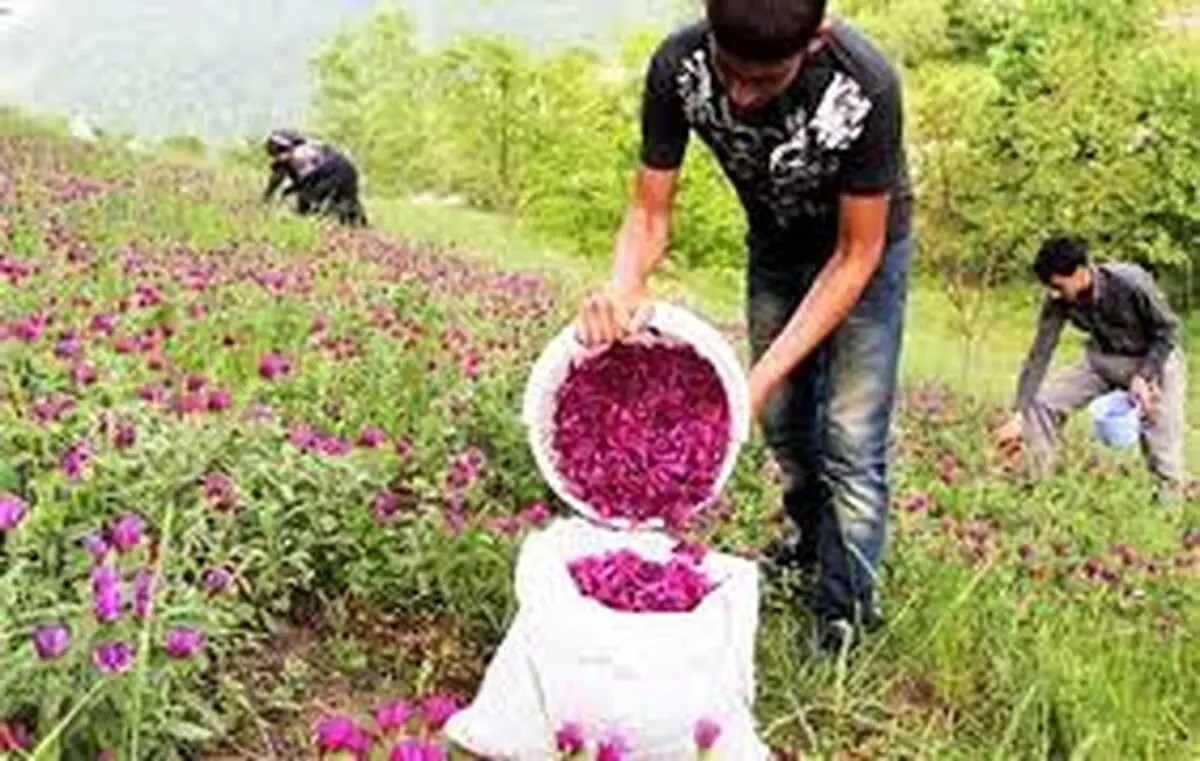 وجود 120 گونه گیاه دارویی در استان سمنان/ کشت 3 هزار هکتار گیاه دارویی در اراضی استان سمنان