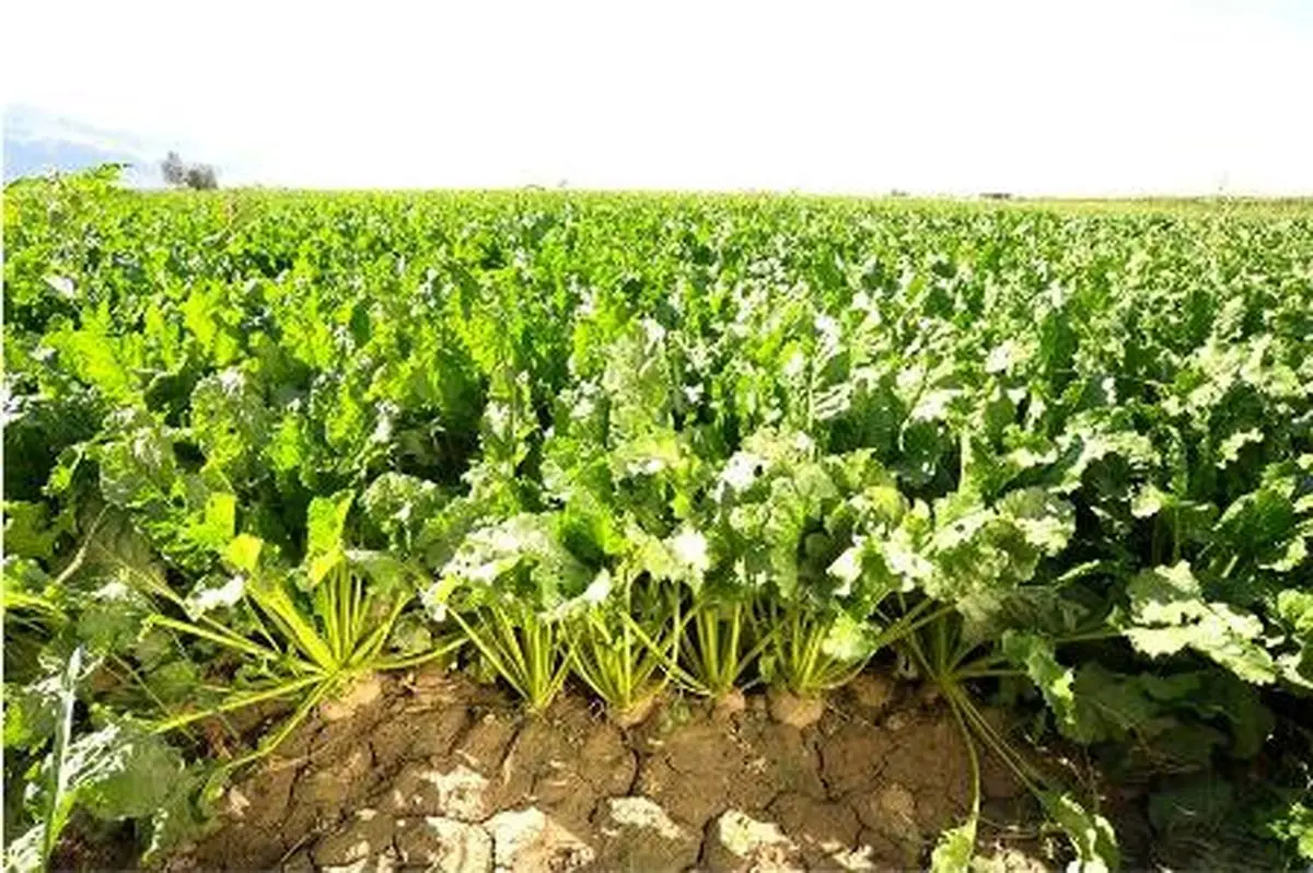 متوسط تولید چغندر قند به بیش از 45 تن در سال 93 رسید