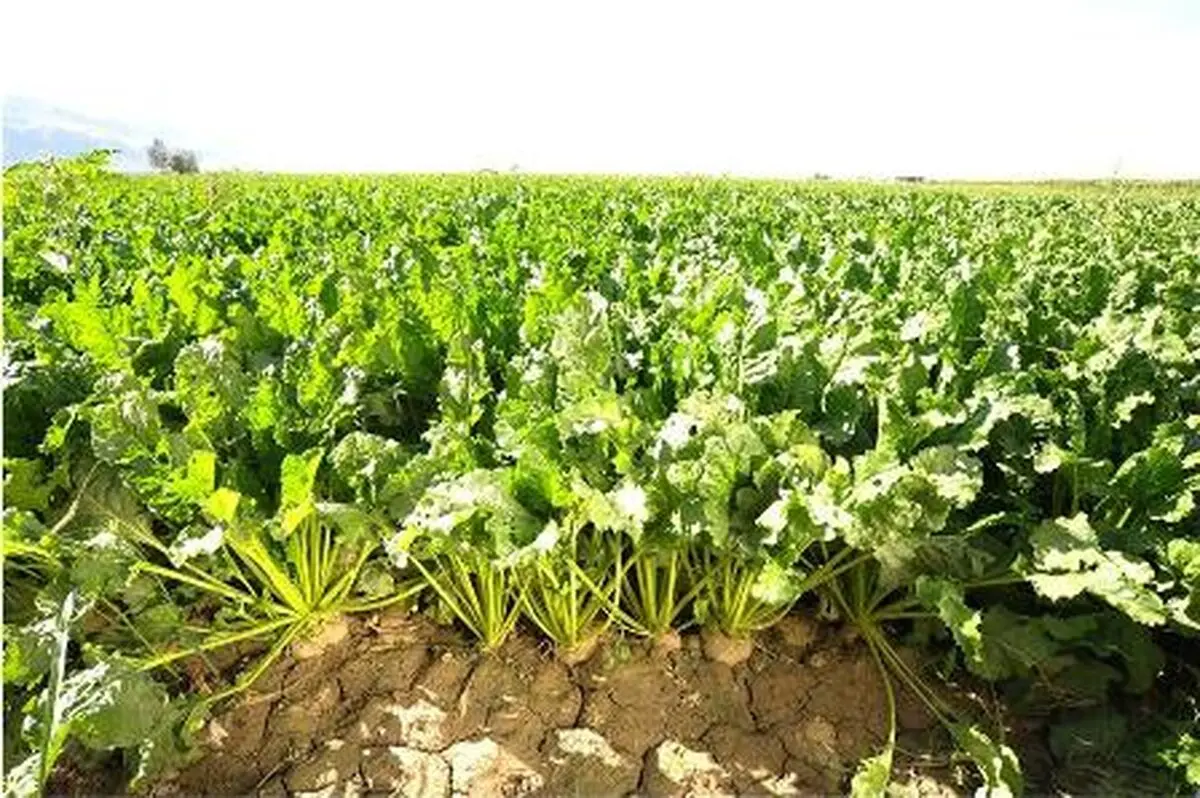 متوسط تولید چغندر قند به بیش از 45 تن در سال 93 رسید