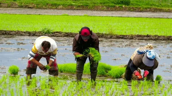خرید برنج کشاورزان با هدف بازگشت رونق به بازار/ ازدیاد برنج را به دولت گوشزد کرده بودیم
