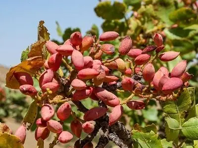 هشت هزار تن پسته در سیستان و بلوچستان برداشت شد