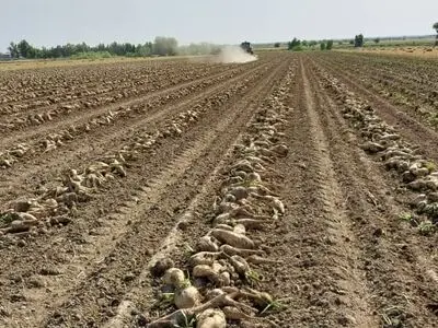 امسال ۹۱۰ هزار هکتار از مزارع خوزستان زیر کشت پاییزه می‌رود 