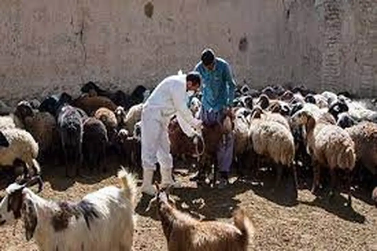  ۹۰۰ هزار راس دام در سطح استان علیه بیماری تب برفکی و تب مالت واکسینه شدند