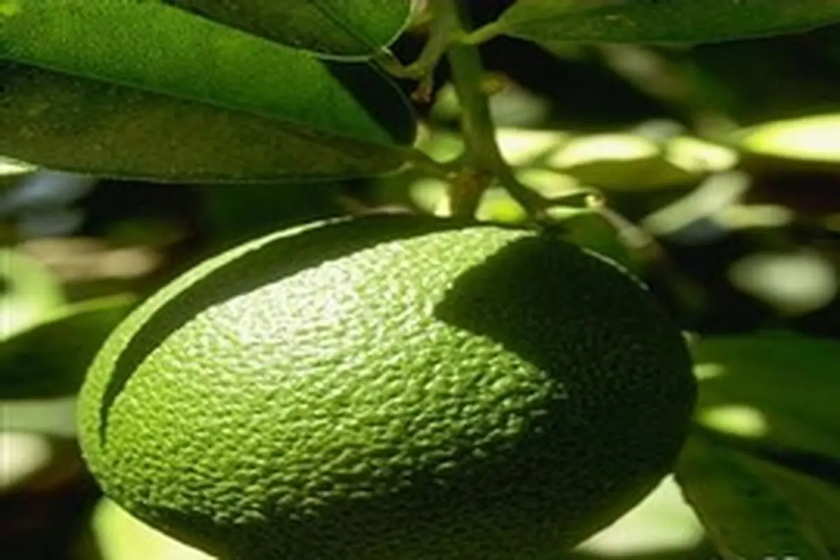 ضرورت سرمایه‌گذاری برای ایجاد صنایع تبدیلی زیتون