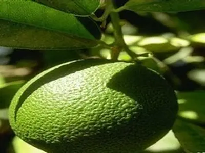 ضرورت سرمایه‌گذاری برای ایجاد صنایع تبدیلی زیتون