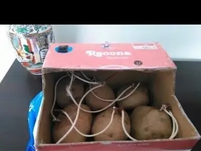 جوان بامیانی از سیب‌زمینی برق تولید کرد +عکس 