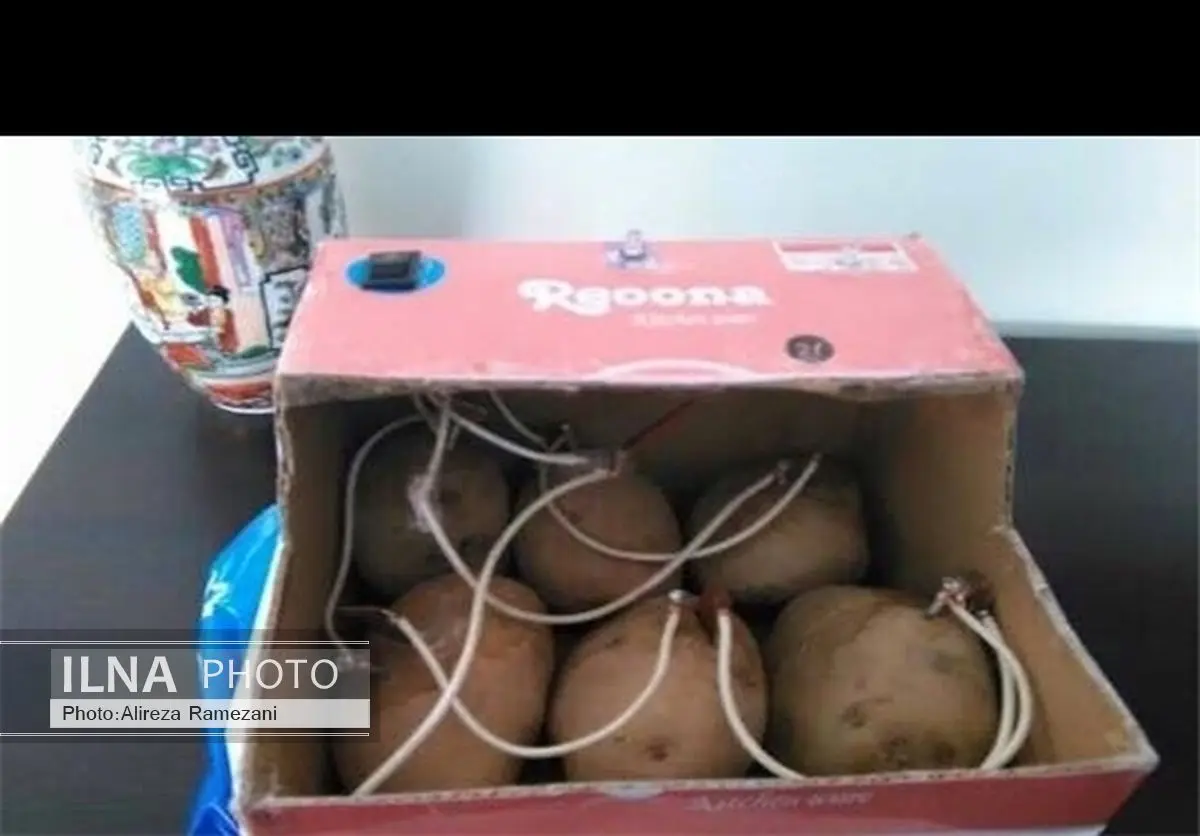 جوان بامیانی از سیب‌زمینی برق تولید کرد +عکس 