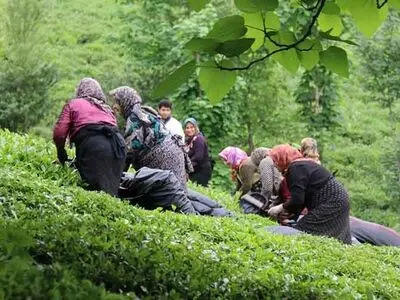  فعالیت ۱۸۰ کارخانه چای در استان‌های شمالی/ اعلام آمادگی  ۳۰ کارخانه برای خرید برگ سبز چای