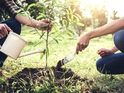 کاشت یک میلیارد درخت راهکاری مناسب برای حفاظت جنگل‌ها 