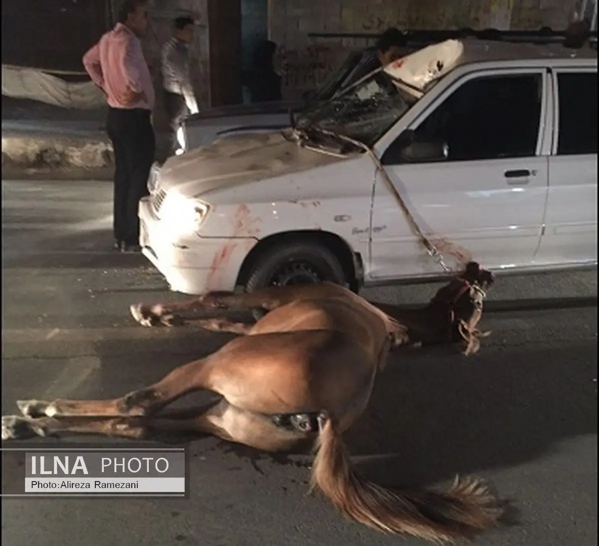 تصادف عجیب اسب با پراید در بوشهر+ عکس