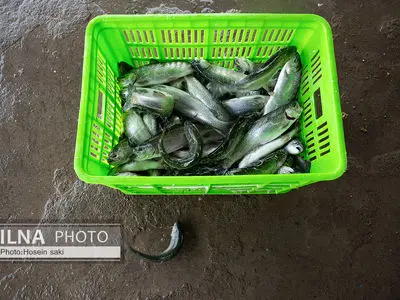 سامان‌دهی فعالیت‌های پرورش ماهی در اردبیل با تشکیل اتحادیه