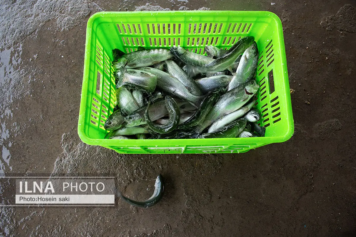 سامان‌دهی فعالیت‌های پرورش ماهی در اردبیل با تشکیل اتحادیه