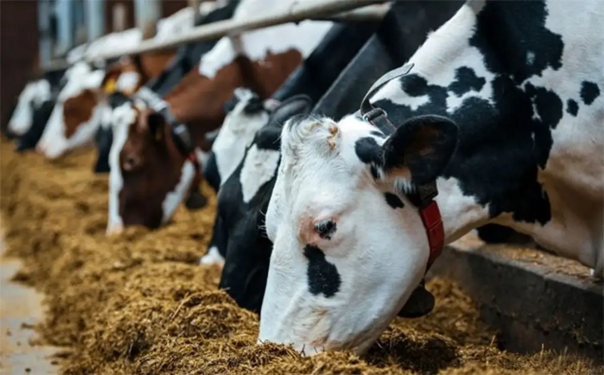 دلایل نابسامانی در عرضه نهاده‌های دامی