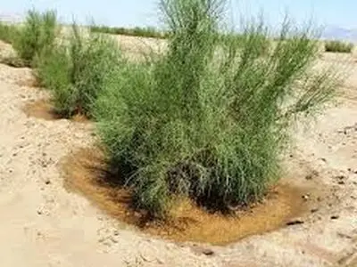 اتمام پروژه ۳۰ هکتاری مدیریت هرزآب بیابانک