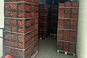 توقیف ۱۰۰ تن گوجه‌فرنگی صادراتی در یزد