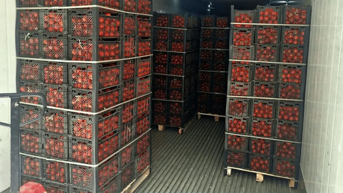 توقیف ۱۰۰ تن گوجه‌فرنگی صادراتی در یزد