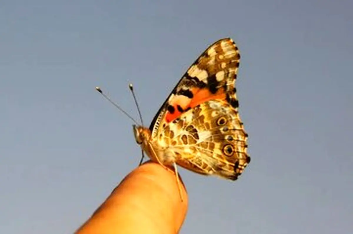 این پروانه کوچک رکورد مهاجرت را شکست: ۴۰۰۰ کیلومتر در ۸ روز، بدون توقف