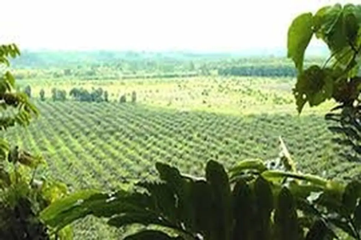 محصولات ارگانیک مورد توجه بازارهای خارجی است / / محصولات ارگانیک در اولویت تولید کشاورزان قرار گیرد