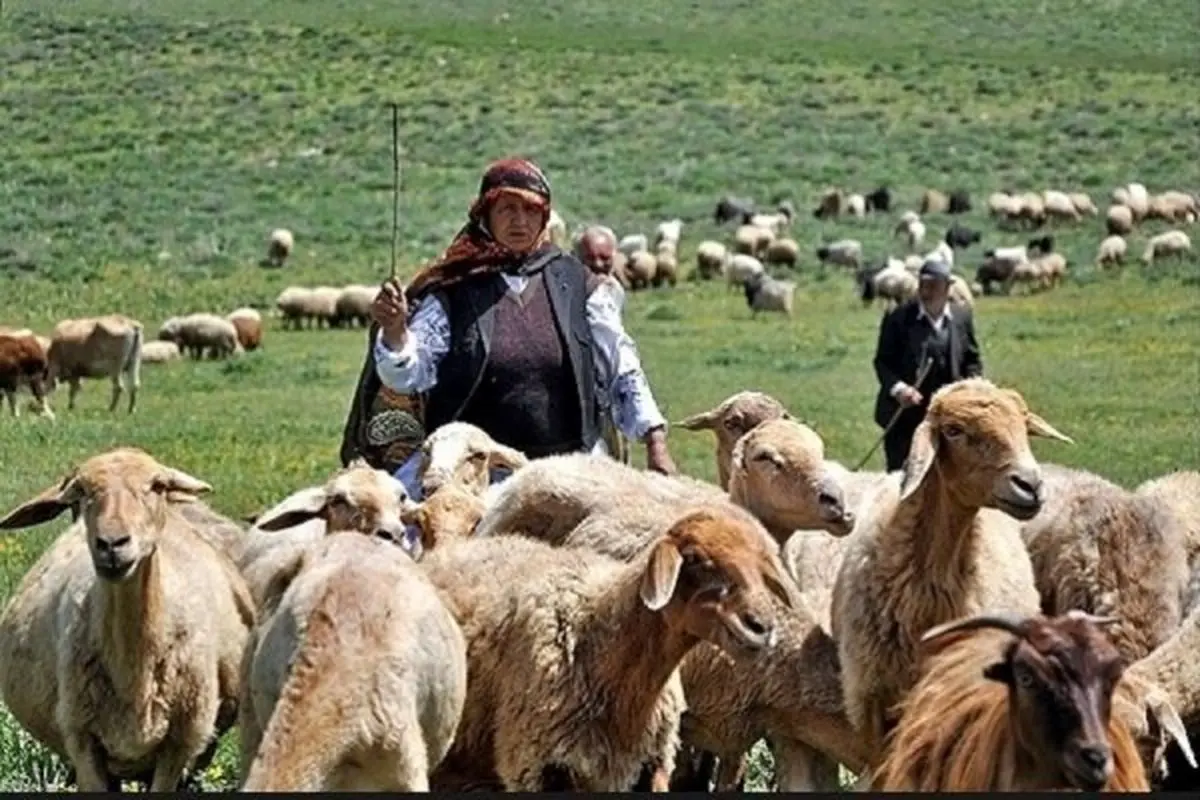  ۴۱ درصد از متقاضیان دامدار کارت در خراسان شمالی تسهیلات گرفتند