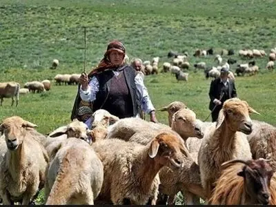  ۴۱ درصد از متقاضیان دامدار کارت در خراسان شمالی تسهیلات گرفتند