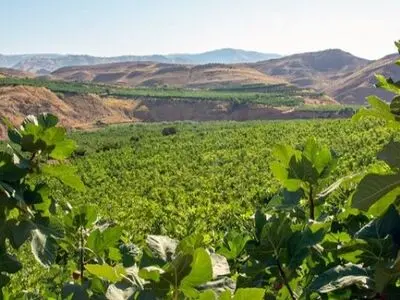  ۱۲۰۰ هکتار باغ انجیر در شهرستان معمولان وجود دارد 