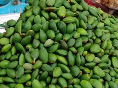 خطر مسمومیت با نوبرانه‌ بهار؛ مراقب مصرف این نوع چغاله‌ها باشید