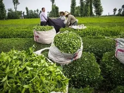 ۳۲ درصد صادرات چای ایران راهی ترکیه می‌شود
