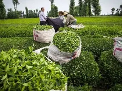 ۳۲ درصد صادرات چای ایران راهی ترکیه می‌شود