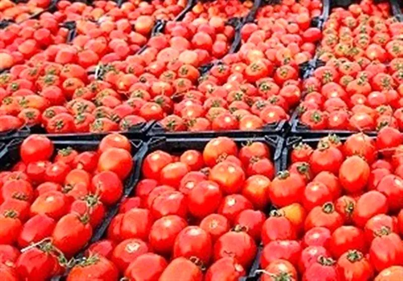 دلیل افزایش قیمت گوجه فرنگی کاهش کشت،  صادرات و تاخیر در برداشت این محصول است
