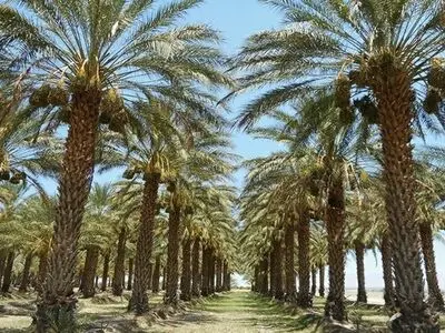 ضرورت تأمین منابع اعتباری و تسریع طرح نوین آبیاری نخلیات استان بوشهر