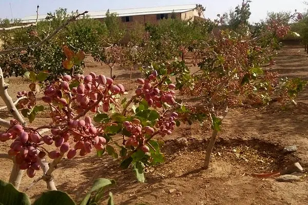 خطر گرمازدگی باغات پسته شهرستان زرندیه را تهدید می‌کند